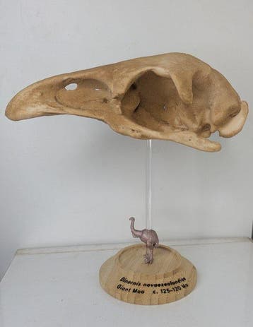 Fossiel - Fossiele schedel - Skull of Giant Moa (Dinornis