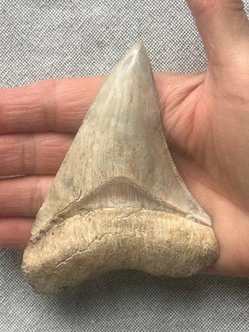 Megalodon tand 11,5 cm - Fossiele tand - Carcharocles