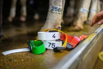 Genummerde pootbanden voor koeien – vanaf €5,31, Verzenden, Veehouderij, Melktechniek