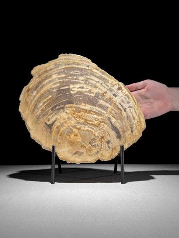 Prachtige snede van versteend hout op een op maat gemaakte