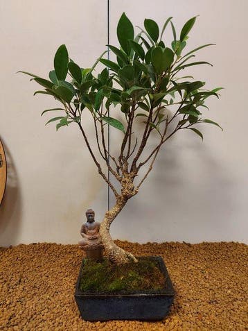 Vijgenboom bonsai (Ficus) - Hoogte (boom): 38 cm - Diepte