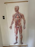 Anonymous - Deutsches Hygiene Museum Dresden - Anatomische