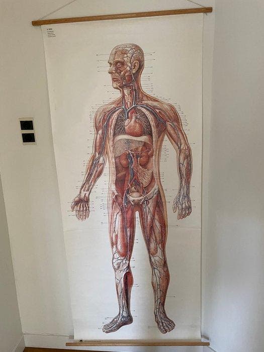 Anonymous - Deutsches Hygiene Museum Dresden - Anatomische, Antiek en Kunst, Kunst | Tekeningen en Foto's