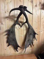 Daino Hoorns - Palco corna di Daino con Appendini, Verzamelen, Dierenverzamelingen, Nieuw