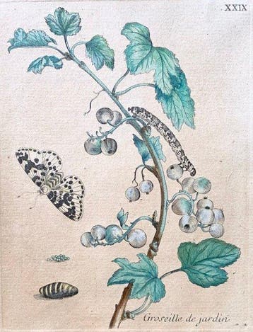 Maria Sibylla Merian (1647–1717) - Groseille de jardin -
