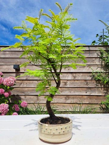 metasequoia bonsai in bonsaischaal - Hoogte (boom): 35 cm -