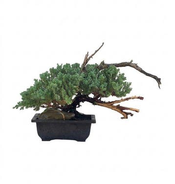 Jeneverbes bonsai (Juniperus) - Hoogte (boom): 29 cm -