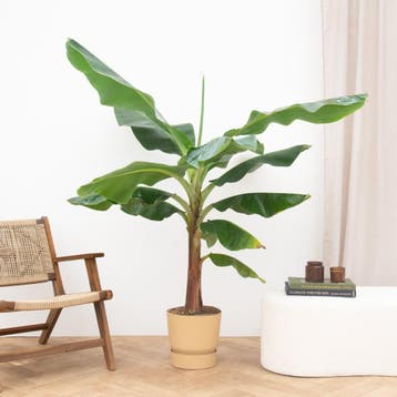 Green Bubble - Bananenplant XL - 200cm - Ø34 cm, Ophalen of Verzenden