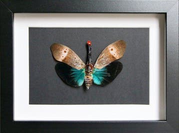 Insecten Taxidermie volledige montage - Pyrops pyrorhyncha -