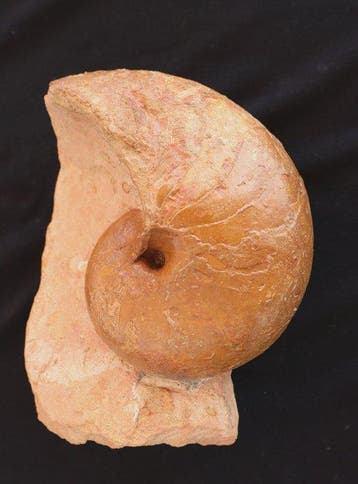 Nautilus - Gefossiliseerde schelp - Cenoceras - 13 cm, Verzamelen, Mineralen en Fossielen