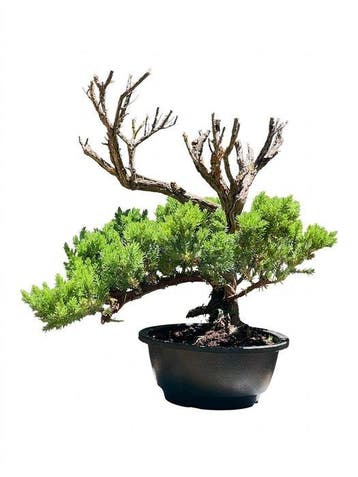 Jeneverbes bonsai (Juniperus) - Hoogte (boom): 33 cm -