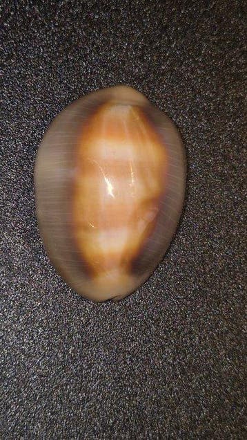Zeeslak Zeeschelp - Lyncina ventriculus ventriculus (Zonder