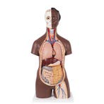 Anatomie model torso met organen, donkere huidskleur, un..., Nieuw