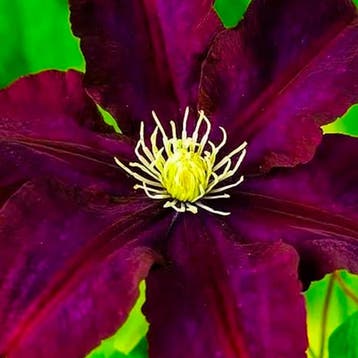 Clematis Warszawska Nike container (C2) Sierplanten, Paars, Verzenden, Overige soorten, Struik
