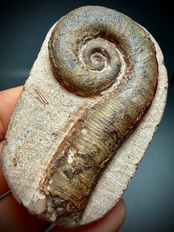 Prachtig cephalopodenfossiel - Gefossiliseerde schelp -