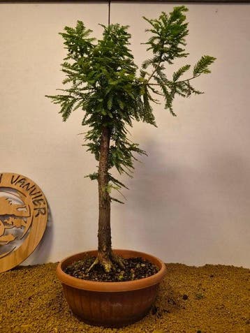 sequoia nord - Hoogte (boom): 76 cm - Diepte (boom): 37 cm -