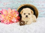Exclusieve Mini Teacup Maltipoo Pups beschikbaar, Dieren en Toebehoren, Parvo, Overige rassen, 8 tot 15 weken, Meerdere