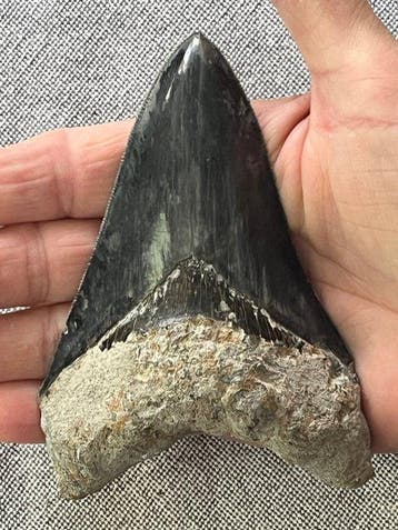 Megalodon-tand 11,6 cm - Fossiele tand - Carcharocles
