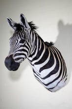 Zebra Head Taxidermie wandmontage - Equus quagga - 45 cm -, Nieuw
