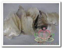 Placuna Placenta Schelpen Naturel 1 kilo, Ophalen of Verzenden, Nieuw