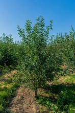 Malus sylvestris meerstammig 200-250