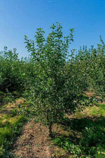 Malus sylvestris meerstammig 200-250, Tuin en Terras