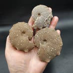 3 chalcedoniseerde ammonieten - Gefossiliseerd dier (Zonder, Verzamelen, Mineralen en Fossielen