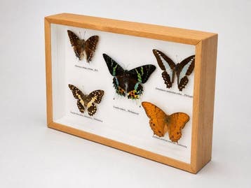 Vlinder Taxidermie wandmontage - Graphium sarpedon colus +