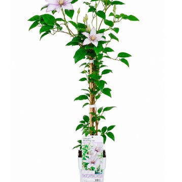 Clematis ‘Samaritan Jo’ (Grootbloemig, Vroeg) container, Tuin en Terras, Verzenden, Overige soorten, Struik