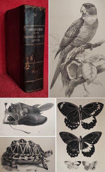 [First Edition] Zoological Society of London - Proceedings