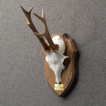 Reebok Gewei Taxidermie Opgezette Dieren By Max, Ophalen of Verzenden, Nieuw, Wild dier, Opgezet dier