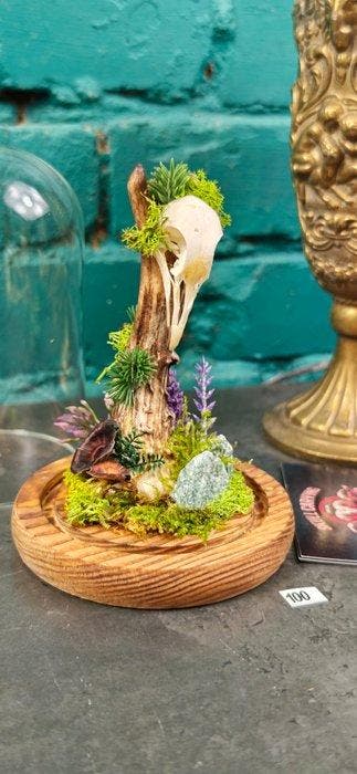 duif Schedel - Columba - 16 cm - 12 cm - 12 cm - (1)