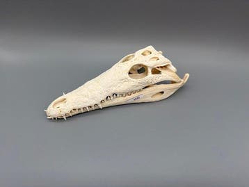 Nijlkrokodil Schedel van een reptiel - Crocodylus niloticus