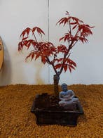 Japanese maple bonsai (Acer palmatum) - Hoogte (boom): 25 cm
