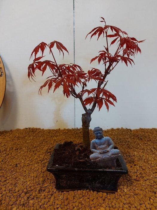 Japanese maple bonsai (Acer palmatum) - Hoogte (boom): 25 cm, Antiek en Kunst, Curiosa en Brocante