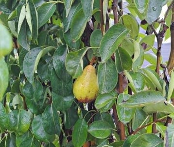 Willams perenbomen – 10 voor €100!, 100 tot 250 cm, Halfschaduw, Perenboom, Lente