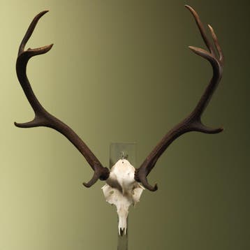 Edelhert Gewei Taxidermie Opgezette Dieren By Max, Verzamelen, Dierenverzamelingen, Ophalen of Verzenden, Nieuw, Wild dier, Opgezet dier