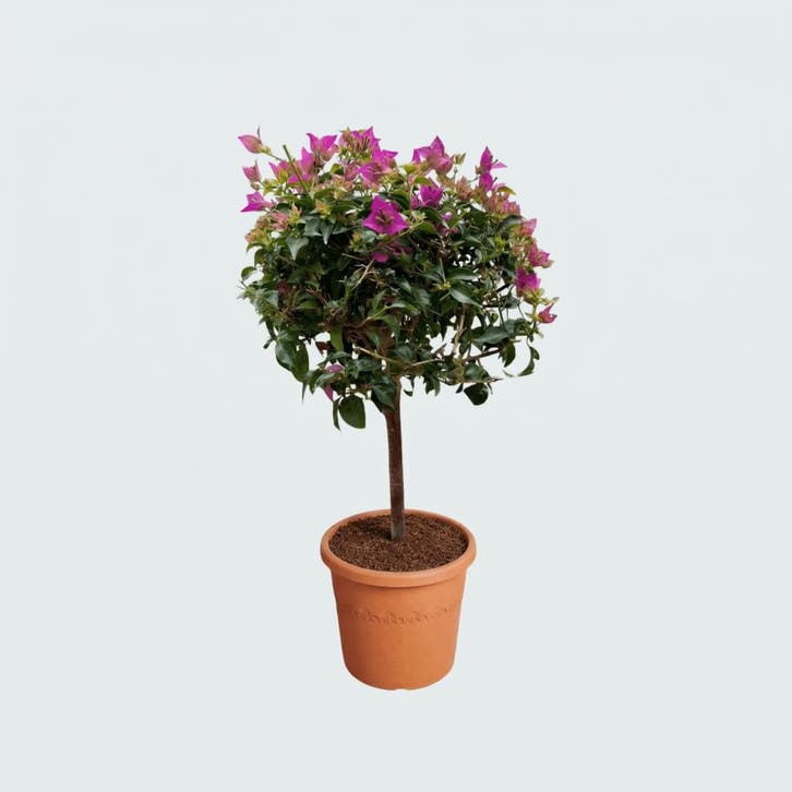 Green Bubble - Bougainvillea op stam - 80cm - Ø19 cm, Tuin en Terras, Planten | Tuinplanten, Ophalen of Verzenden