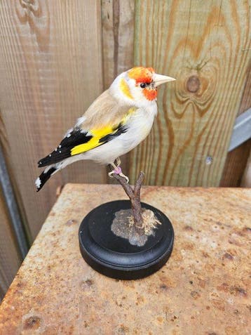Grote mutatie major putter. Taxidermie volledige montage -, Nieuw