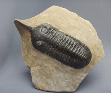 Trilobiet - Fossiel skelet - Morocconites Malladoides - 10