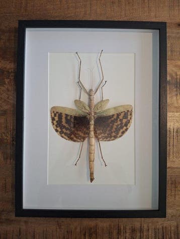 Insekt Taxidermie wandmontage - Phasma gigas - 30 cm - 40 cm, Nieuw