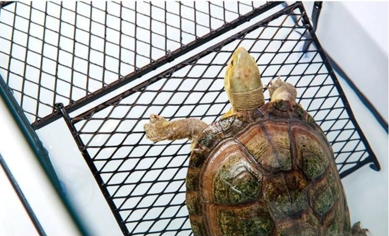 Schildpad Zonneplatform – Drijvend Basking Platform Aquarium Turtle photo 9