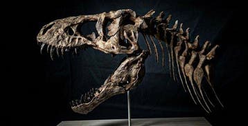 Replica Tyrannosaurus Rex 45 cm - Fossiele schedel