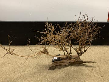 Osaka Bonsai Tree nr 21 - 56x19x42cm - aquascaping boom, Ophalen of Verzenden, Nieuw, Plant(en), Steen of Hout