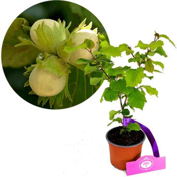 Corylus Tonda Romana + Pot 12cm, Verzenden, Halfschaduw