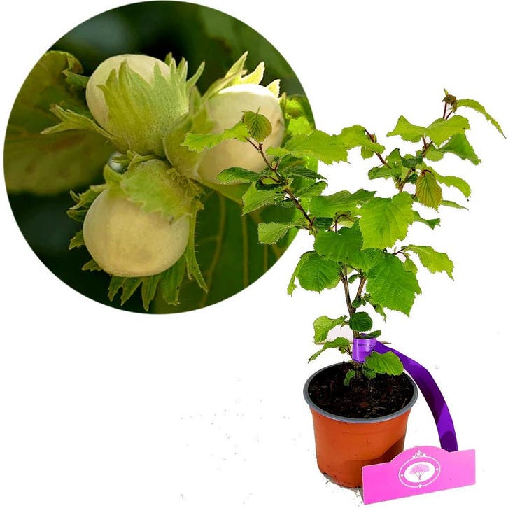 Corylus Tonda Romana + Pot 12cm, Tuin en Terras, Planten | Fruitbomen, Halfschaduw, Verzenden