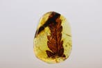 Barnsteen - Fossil LEAF burmese amber (Zonder minimumprijs)