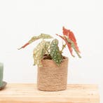 Green Bubble - Stippenplant (Stippenbegonia) - 25cm, Huis en Inrichting, Kamerplanten, Ophalen of Verzenden