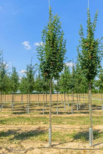Acer campestre Lienco hoogstam 14/16