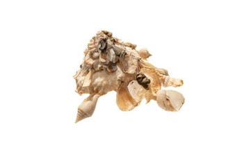 Xenophora calculifera - Zeldzame steenendrager-schelp -